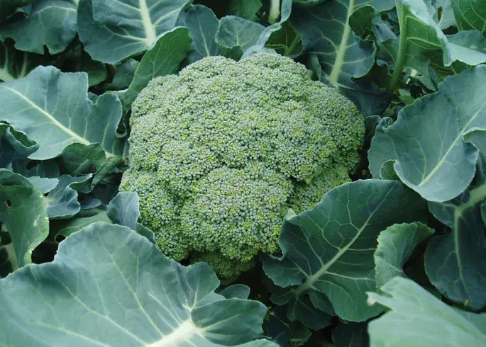 Broccoli 'Calabrese' Seeds