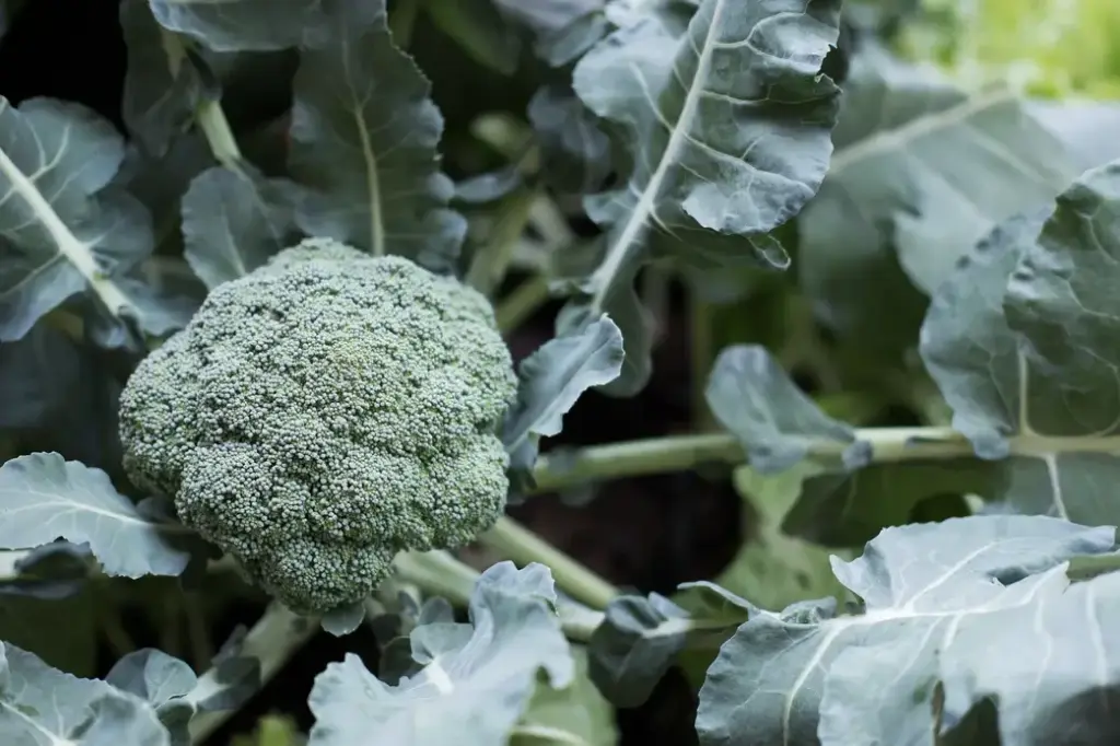 Broccoli 'Waltham'
