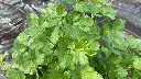 Parsley 'Italian' Seeds