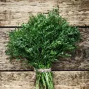Dill 'Bouquet' Seeds