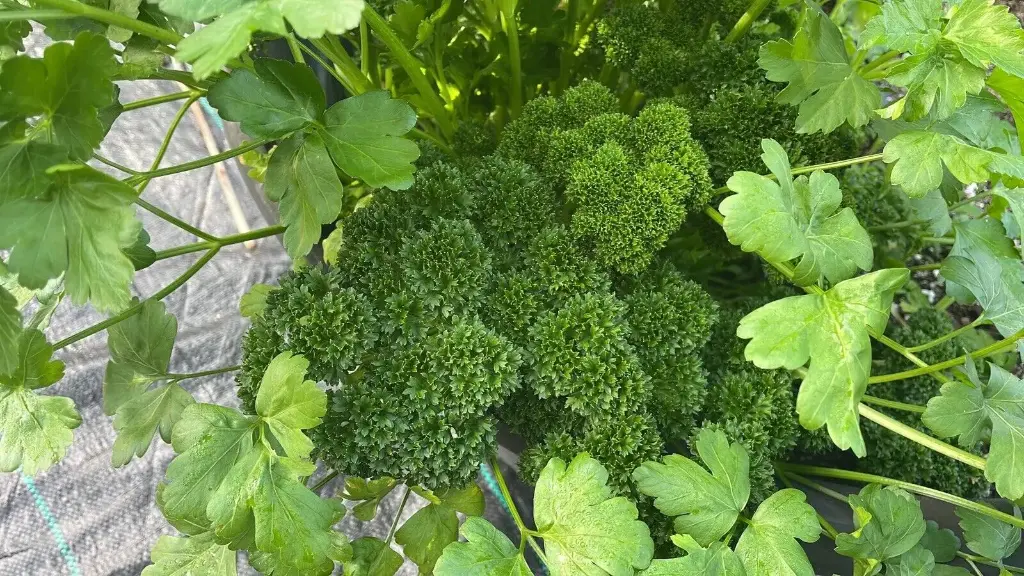 Parsley 'Triple Curled' Seeds