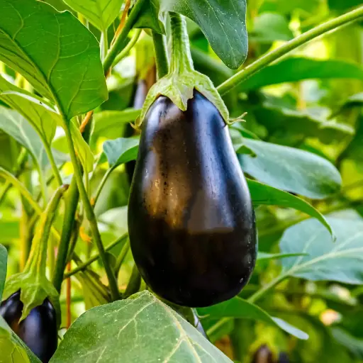 Eggplant 'Black Beauty' Seeds