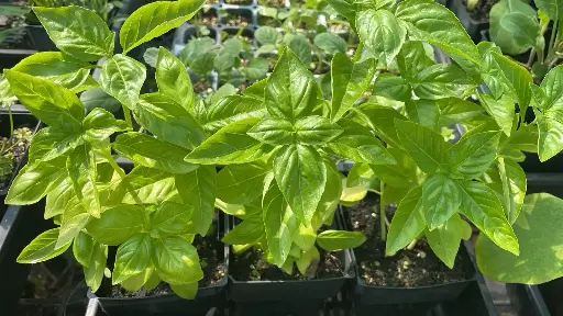 Basil 'Genovese' Seeds