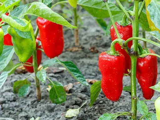 Capsicum 'Perennial' Seeds